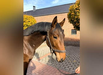 Oldenburger Springpaard, Hengst, 2 Jaar, Bruin