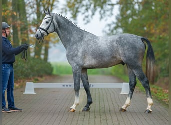 Oldenburger Springpaard, Hengst, 2 Jaar, Schimmel