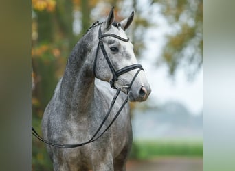 Oldenburger Springpaard, Hengst, 2 Jaar, Schimmel