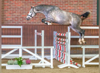 Oldenburger Springpaard, Hengst, 2 Jaar, Schimmel