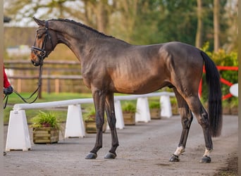 Oldenburger Springpaard, Hengst, 3 Jaar, 169 cm, Donkerbruin