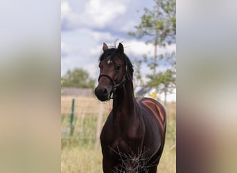 Oldenburger Springpaard, Hengst, 3 Jaar, 170 cm, Bruin