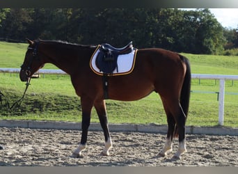Oldenburger Springpaard, Hengst, 4 Jaar, 163 cm, Bruin