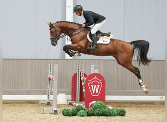 Oldenburger Springpaard, Hengst, 4 Jaar, 165 cm, Bruin