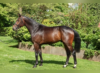 Oldenburger Springpaard, Hengst, 4 Jaar, 168 cm, Donkerbruin