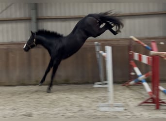 Oldenburger Springpaard, Hengst, 4 Jaar, 168 cm, Zwart