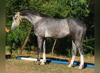 Oldenburger Springpaard, Hengst, 4 Jaar, 169 cm, Appelschimmel
