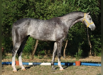 Oldenburger Springpaard, Hengst, 4 Jaar, 169 cm, Appelschimmel