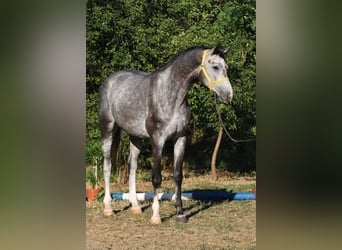Oldenburger Springpaard, Hengst, 4 Jaar, 169 cm, Appelschimmel