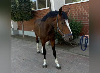 Oldenburger Springpaard, Hengst, 4 Jaar, Bruin