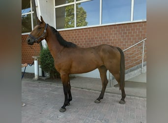 Oldenburger Springpaard, Hengst, 4 Jaar, Bruin