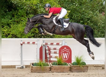 Oldenburger Springpaard, Hengst, 5 Jaar, 166 cm, Zwartbruin