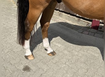 Oldenburger Springpaard, Hengst, 8 Jaar, 165 cm, Bruin