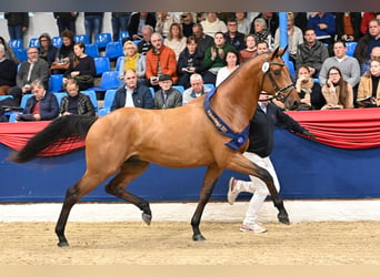 Oldenburger Springpaard, Hengst, 5 Jaar, 168 cm, Bruin