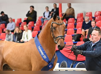 Oldenburger Springpaard, Hengst, 5 Jaar, 168 cm, Bruin