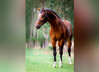 Oldenburger Springpaard, Hengst, 7 Jaar, 168 cm, Bruin