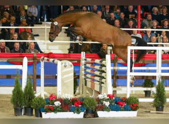 Oldenburger Springpaard, Hengst, 7 Jaar, 168 cm, Bruin