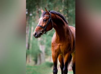 Oldenburger Springpaard, Hengst, 7 Jaar, 168 cm, Bruin