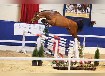 Oldenburger Springpaard, Hengst, 3 Jaar, 180 cm, Bruin