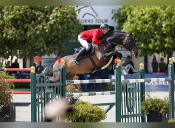 Oldenburger Springpaard, Hengst, 16 Jaar, 171 cm, Bruin