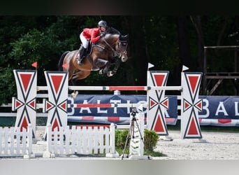 Oldenburger Springpaard, Hengst, 14 Jaar, 168 cm, Bruin