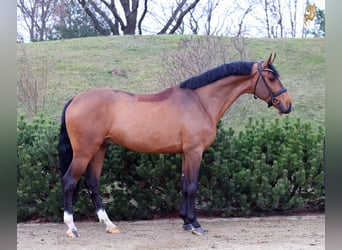 Oldenburger Springpaard, Hengst, 4 Jaar, 171 cm, Bruin