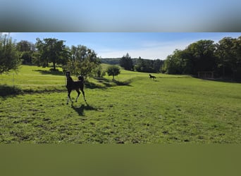 Oldenburger Springpaard, Hengst, Veulen (06/2025), 135 cm, Donkerbruin