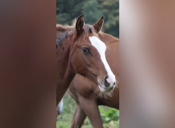 Oldenburger Springpaard, Hengst, Veulen (05/2025), 168 cm, Bruin