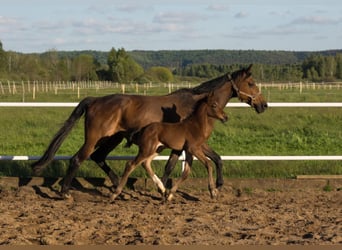 Oldenburger Springpaard, Hengst, , 169 cm, Bruin