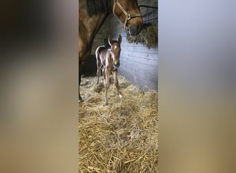 Oldenburger Springpaard, Hengst, , 169 cm, Bruin