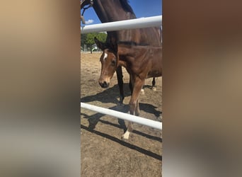 Oldenburger Springpaard, Hengst, , 169 cm, Bruin