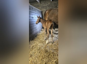 Oldenburger Springpaard, Hengst, , 169 cm, Bruin