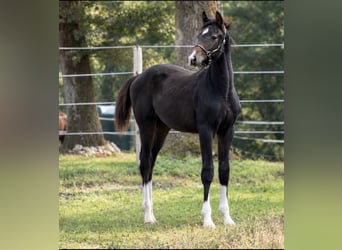 Oldenburger Springpaard, Hengst, Veulen (05/2026), 170 cm, Donkerbruin