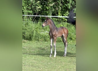 Oldenburger Springpaard, Hengst, Veulen (05/2026), 170 cm