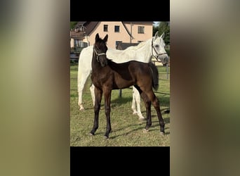 Oldenburger Springpaard, Hengst, , 172 cm, Zwartbruin