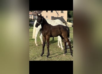 Oldenburger Springpaard, Hengst, , 172 cm, Zwartbruin