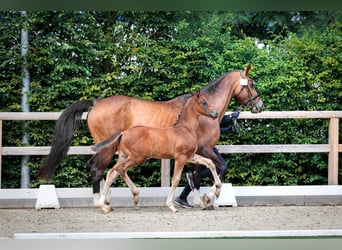 Oldenburger Springpaard, Hengst, Veulen (05/2026), 173 cm, kan schimmel zijn