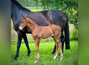 Oldenburger Springpaard, Hengst, veulen (05/2024), Brauner