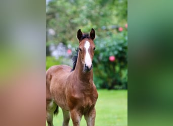 Oldenburger Springpaard, Hengst, , Bruin