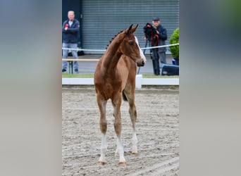 Oldenburger Springpaard, Hengst, , Bruin