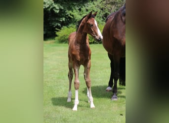 Oldenburger Springpaard, Hengst, , Bruin