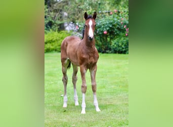 Oldenburger Springpaard, Hengst, , Bruin