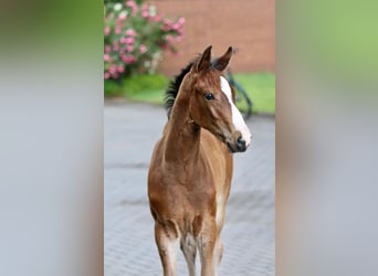 Oldenburger Springpaard, Hengst, , Bruin