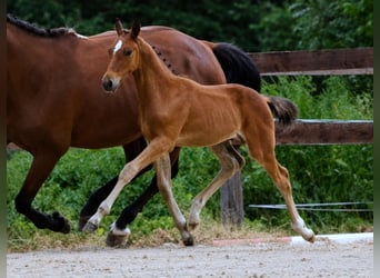 Oldenburger Springpaard, Hengst, Veulen (05/2026), Bruin