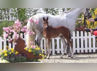 Oldenburger Springpaard, Hengst, Veulen (03/2025), Bruin