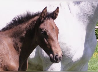Oldenburger Springpaard, Hengst, Veulen (04/2026), Bruin