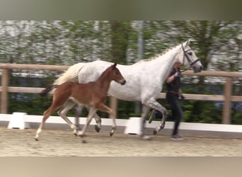 Oldenburger Springpaard, Hengst, Veulen (03/2025), Bruin