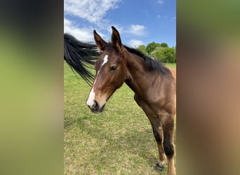 Oldenburger Springpaard, Hengst, , Bruin