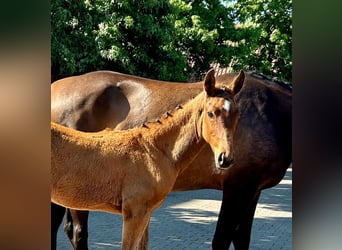 Oldenburger Springpaard, Hengst, , Bruin