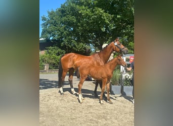 Oldenburger Springpaard, Hengst, , Bruin